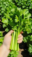 Fresh green celery stalks with leaves held in hand against garden background, showing organic produce harvested from home garden.