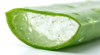 Fresh aloe vera leaf cut open showing clear healing gel with water droplets for natural skincare and wellness applications.