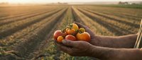 Farmer hands holding fresh ripe tomatoes at sunset in agricultural field with rows of crops stretching to horizon showcasing organic farming harvest.