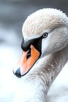 Close-up portrait of mute swan head showing detailed feathers, orange beak with black markings, and piercing blue eye against soft blurred background.