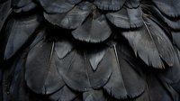 Dark pattern with overlapping texture in black and gray tones, showing intricate avian plumage detail in moody lighting.
