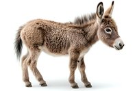 Young miniature donkey with fluffy brown coat standing in profile view on white background, isolated cutout for design and commercial use.