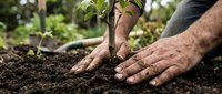 Gardener with tanned skin planting seedling in rich soil outdoors, hands nurturing young plant growth for landscaping and agriculture projects.