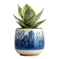 Snake plant in decorative blue ceramic pot with botanical pattern isolated on white background for home decor and interior design projects.