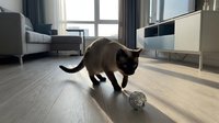 Black cat playing with toy ball on wooden floor in modern living room with furniture and large windows.
