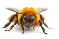 Macro shot of orange-brown bumblebee on white background showing detailed front view with visible wings, legs, and facial features. Isolated nature photography.