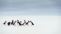 Group of Atlantic puffins standing on white sandy beach under cloudy sky, seabirds gathering on coastal shore for wildlife photography and nature content.