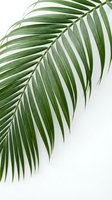 Tropical palm leaf with elegant green fronds isolated on white background for natural botanical design and summer decoration projects.