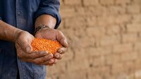 Farmer holding handful of golden grain seeds in hands against blurred agricultural background, representing harvest and crop production for farming industry.