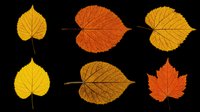 Autumn leaves collection in yellow, orange, and red tones isolated on transparent background. Ready for t-shirt designs, clipart, stickers, print-on-demand products, and sublimation projects.