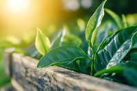 Fresh green tea leaves growing in wooden box with natural sunlight and bokeh background, close up view showing leaf texture and morning dew drops.