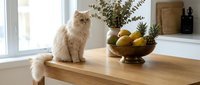 Fluffy ginger and white cat sitting on wooden table next to potted plants and bowl of lemons by bright window for home decor.