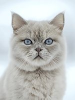 Close-up portrait of cream-colored British shorthair cat with striking blue eyes against light background, showing distinctive facial features and fluffy fur texture.
