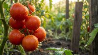 Fresh ripe red tomatoes growing on vine in organic garden with natural sunlight and green foliage background for healthy eating and agriculture concepts.