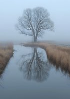 Lone tree reflected in calm river water on misty morning, surrounded by dried reeds and fog creating atmospheric landscape with mirror effect.