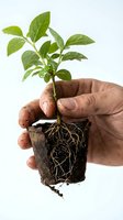 Weathered hand holding a young green seedling with exposed roots and soil, symbolizing growth, sustainability, and environmental care.