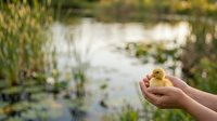 Young child holding a small yellow duckling in hands over a natural pond with aquatic plants and water lilies in background, capturing innocent wildlife interaction and outdoor nature exploration.