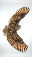 Eagle owl in flight with wings spread wide, displaying detailed feather patterns and hunting posture against white background for wildlife and nature design use.