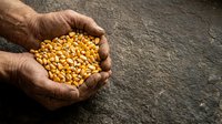Farmer's hands holding golden corn kernels over dark soil surface, showcasing harvest and agricultural produce for farming, food production, and agribusiness concepts.