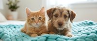 Ginger cat and brown terrier mix dog sitting together on turquoise quilted blanket indoors, pet friendship and companionship concept for animal care and household themes.