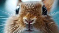 Close-up portrait of adorable brown and white guinea pig with prominent whiskers and pink nose against soft blue background for pet care content.