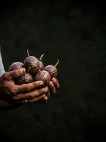 Farmer hands holding freshly harvested acorns against dark background, suitable for agriculture, nature, and organic farming content.