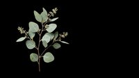 Eucalyptus branch with green leaves and small flowers isolated on transparent background, ready for t-shirt design, clipart, stickers, sublimation and print-on-demand projects.