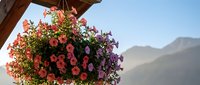 Colorful hanging flower basket with pink and purple petunias blooming on wooden balcony against mountain landscape background for outdoor garden decoration.