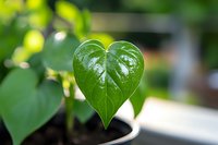 Fresh heart-shaped green leaf growing in small pot against blurred natural background, symbolic of growth, love, and environmental care. Perfect for nature concepts.