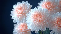 Delicate pink and white chrysanthemum flowers in soft focus against dark background create dreamy romantic mood, macro floral photography for wedding designs.