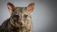 Australian brushtail possum portrait with gray fur and pink nose on neutral background for wildlife education and nature photography projects.