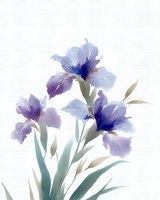 Delicate watercolor iris flowers in soft purple and blue tones with sage green stems on white background, botanical art style composition for wall decor and stationery design.
