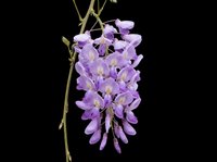 Wisteria flower cluster with purple blooms isolated on transparent background, ready for T-shirts, stickers, sublimation, print on demand, and clipart design use.