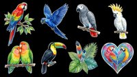Colorful parrot and tropical bird collection isolated on transparent background, ready for t-shirt design, clipart, stickers, sublimation and print-on-demand projects.