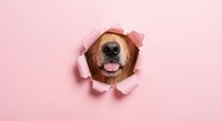 Golden retriever dog face peeking through torn pink paper hole with tongue out, playful pet portrait on pastel background for greeting cards and designs.