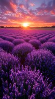Stunning lavender field at sunset with vibrant purple flowers in rows under dramatic orange and pink sky. Agricultural landscape for aromatherapy and wellness.