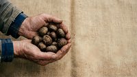 Senior male farmer with weathered hands holding freshly harvested potatoes on burlap fabric, representing organic agriculture, sustainable farming, and rural harvest work.