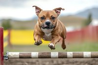 Brown Staffordshire terrier mix dog jumping over agility hurdle, showing athletic ability and determination in outdoor training course against blurred background.