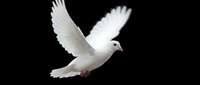 White dove flying with spread wings against black background isolated for peace symbol design and spiritual concepts.