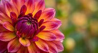 Vibrant dahlia flower with pink, orange and yellow petals in full bloom against soft blurred garden background for floral design and nature photography projects.