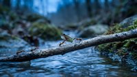 Small bird perched on fallen log over flowing stream in misty forest environment with moss-covered rocks and soft natural lighting for wildlife photography.