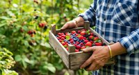 Male farmer in blue plaid shirt holding wooden crate of fresh mixed berries, strawberries and blueberries in garden during harvest season.