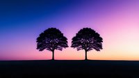 Silhouettes of two majestic trees against vibrant purple and orange sunset sky, creating symmetrical composition on hilltop horizon during magical twilight hour.