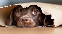 Brown dog with blue eyes peeking through torn paper hole, playful pet behavior, curious expression, suitable for pet care, animal training, and humorous content.