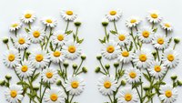 Fresh white daisy flowers with yellow centers arranged on clean white background for spring design projects and natural botanical decorations.