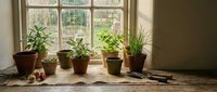 Collection of potted houseplants arranged on wooden windowsill with natural sunlight streaming through vintage window frame for indoor gardening and home decor.