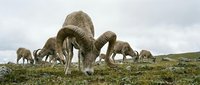 Bighorn sheep herd grazing on mountain tundra vegetation in natural wilderness habitat during overcast day conditions.