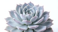 Closeup of succulent plant with layered pale blue and pink petals isolated on white background, suitable for botanical designs and home decor projects.