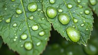 Fresh green leaves covered with water droplets after rain, ideal for nature, environmental, and botanical design projects.