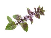 Flowering mint branch with green and purple foliage isolated on white background, suitable for botanical illustrations, herbal product packaging, and culinary design projects.